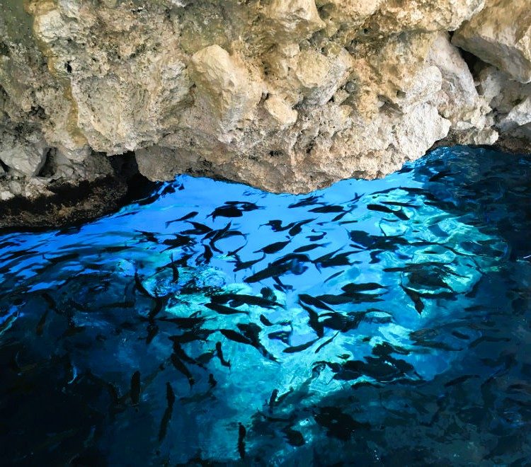 Blue Eye Cave, where fish gather year-round